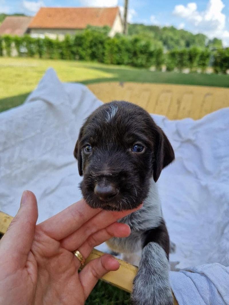 Chiots Drathaar LOF à réserver 