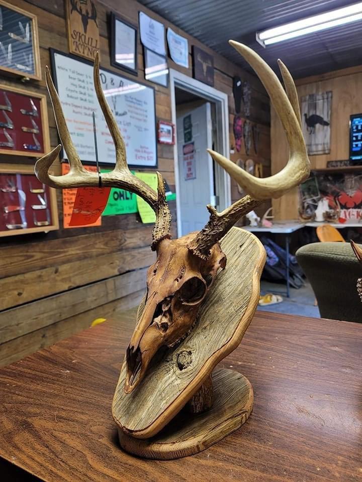 Our Rustic Skull On Our Barnwood Table Pedestal...