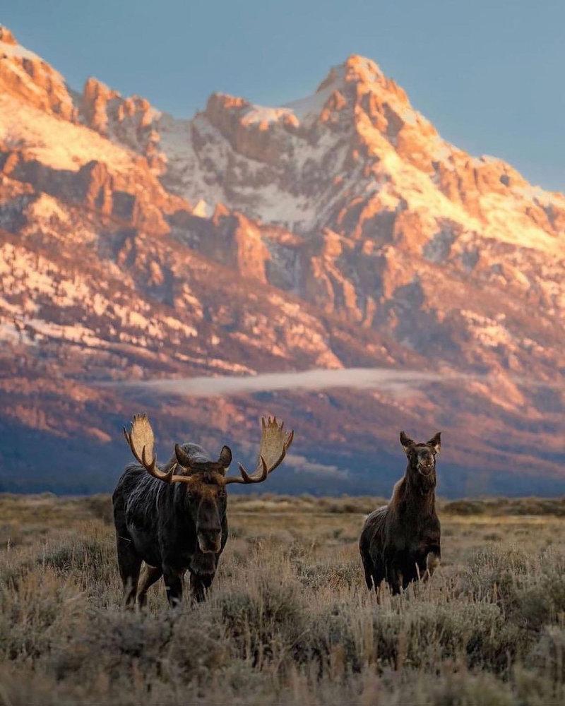 Wildlife
