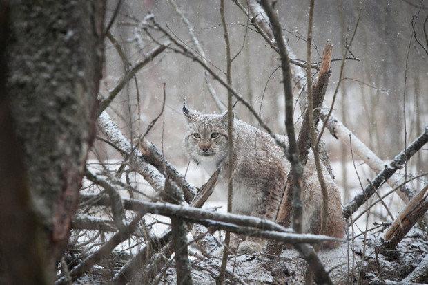 Крупная кошка с длинными сильными ногами и относительно коротким хвостом.