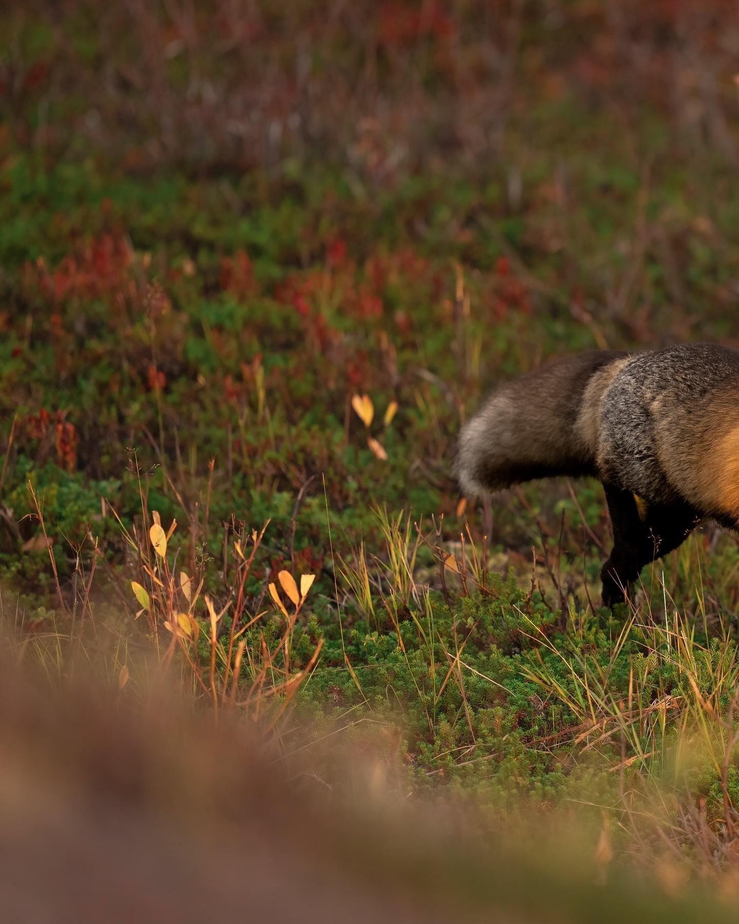 Today, I had a very special encounter at sunrise: I managed to spot and photograph a cross fox.