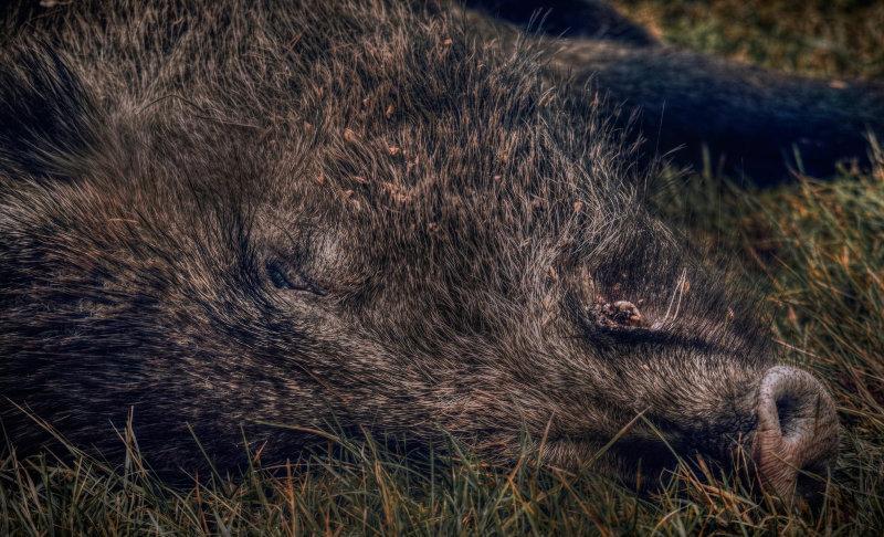 Wild Boar 🐗
