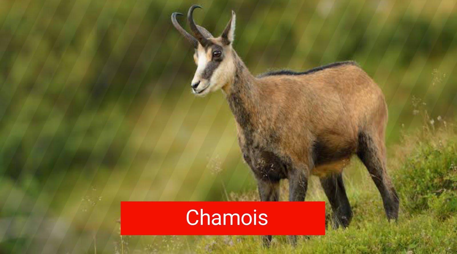 Top 5 der meistgejagten Tiere in Österreich