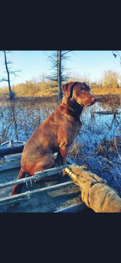 Morning hunt!