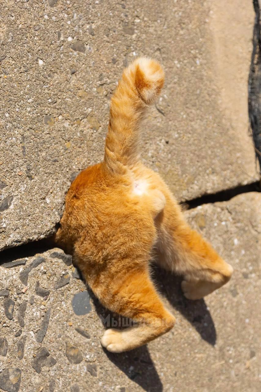 Финалисты конкурса Comedy Pet Photo Award