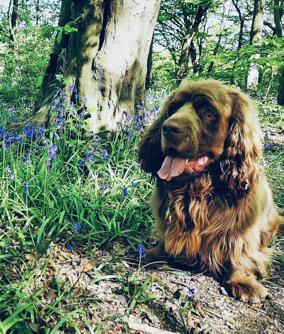 The Sussex Spaniel: A Low-Riding Hunting Partner for the Thinking Hunter