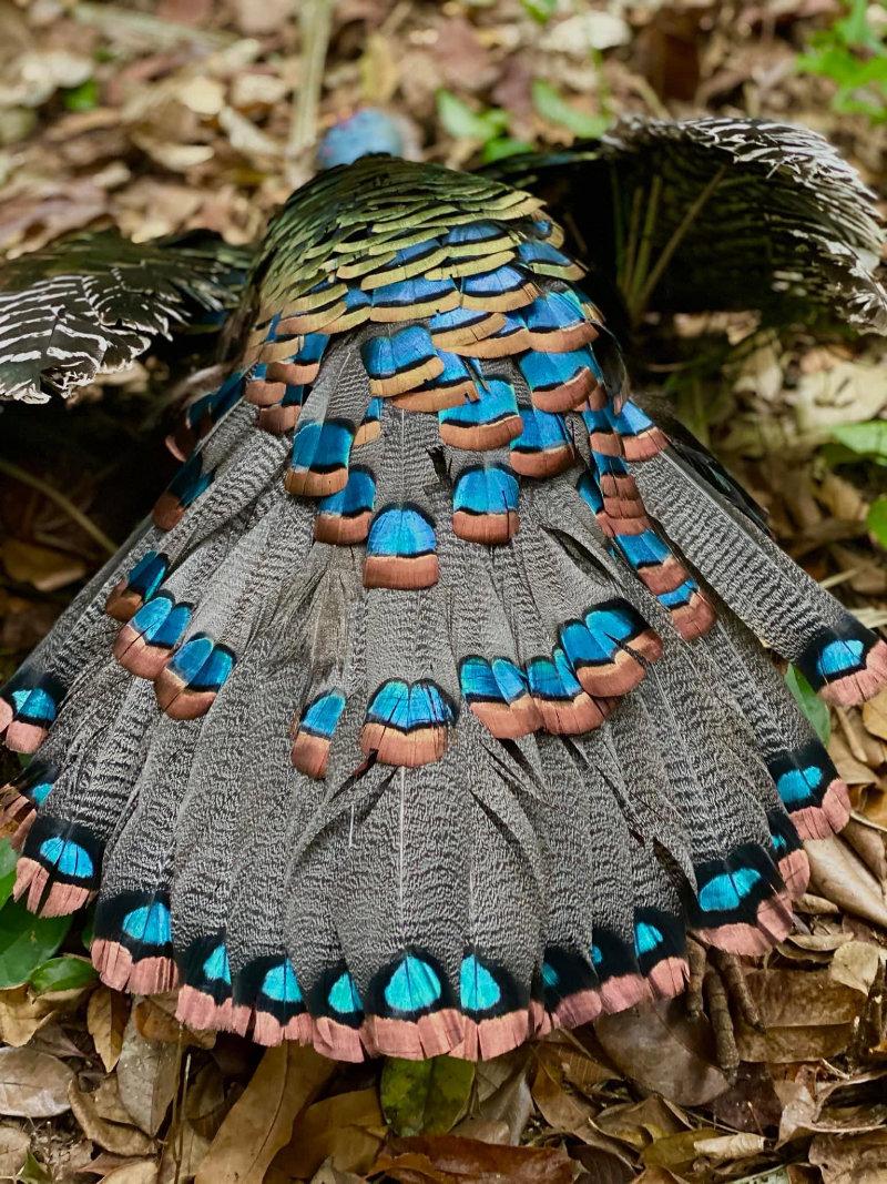 Ocellated Turkey hunts in Mexico.