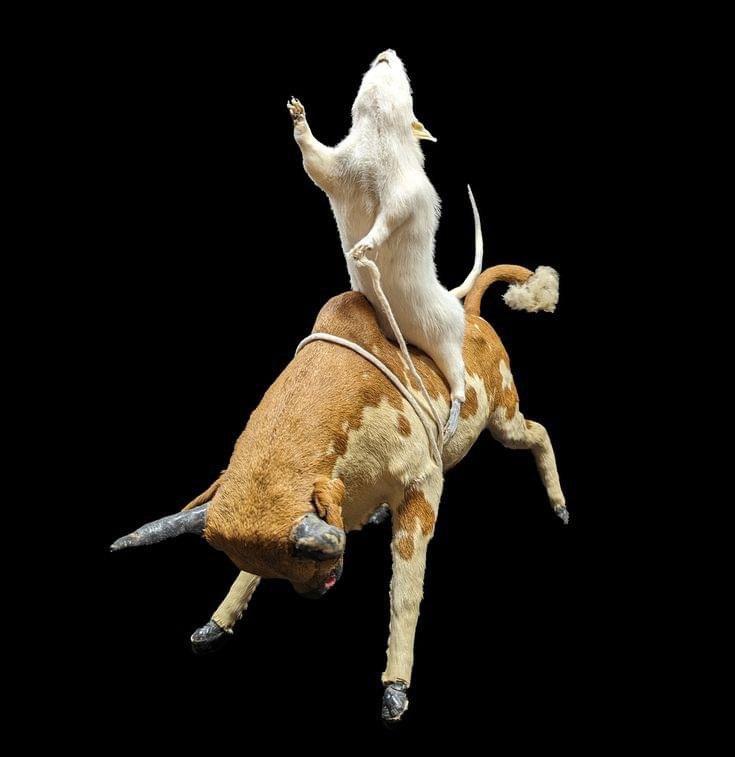 Bull Riding Rat Taxidermy