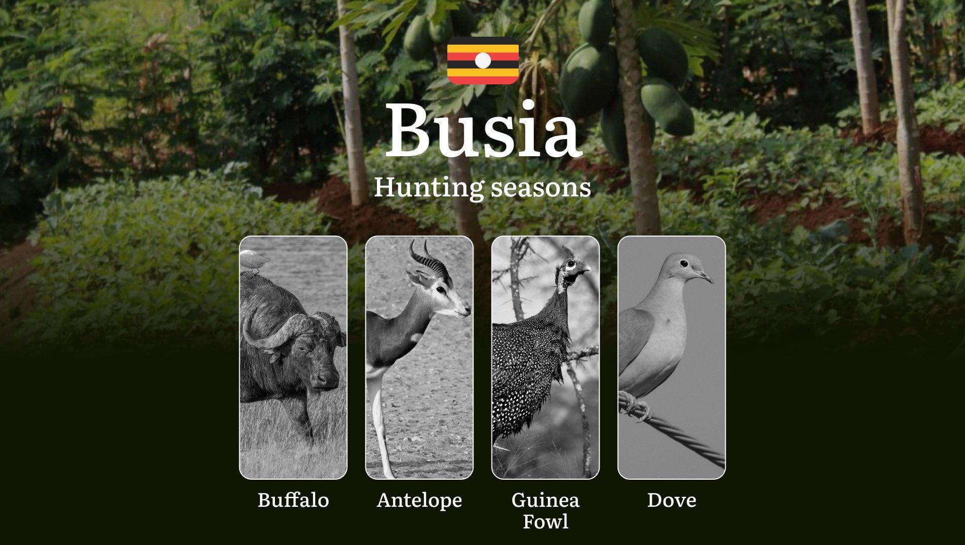 Seasonal Hunting Periods in Busia: Limits and Seasonal Prohibitions, Licensing Conditions, Fines and Legal Effects of Non-Compliance, Strategic Preparation, Best Hunting Times, Gear Choices