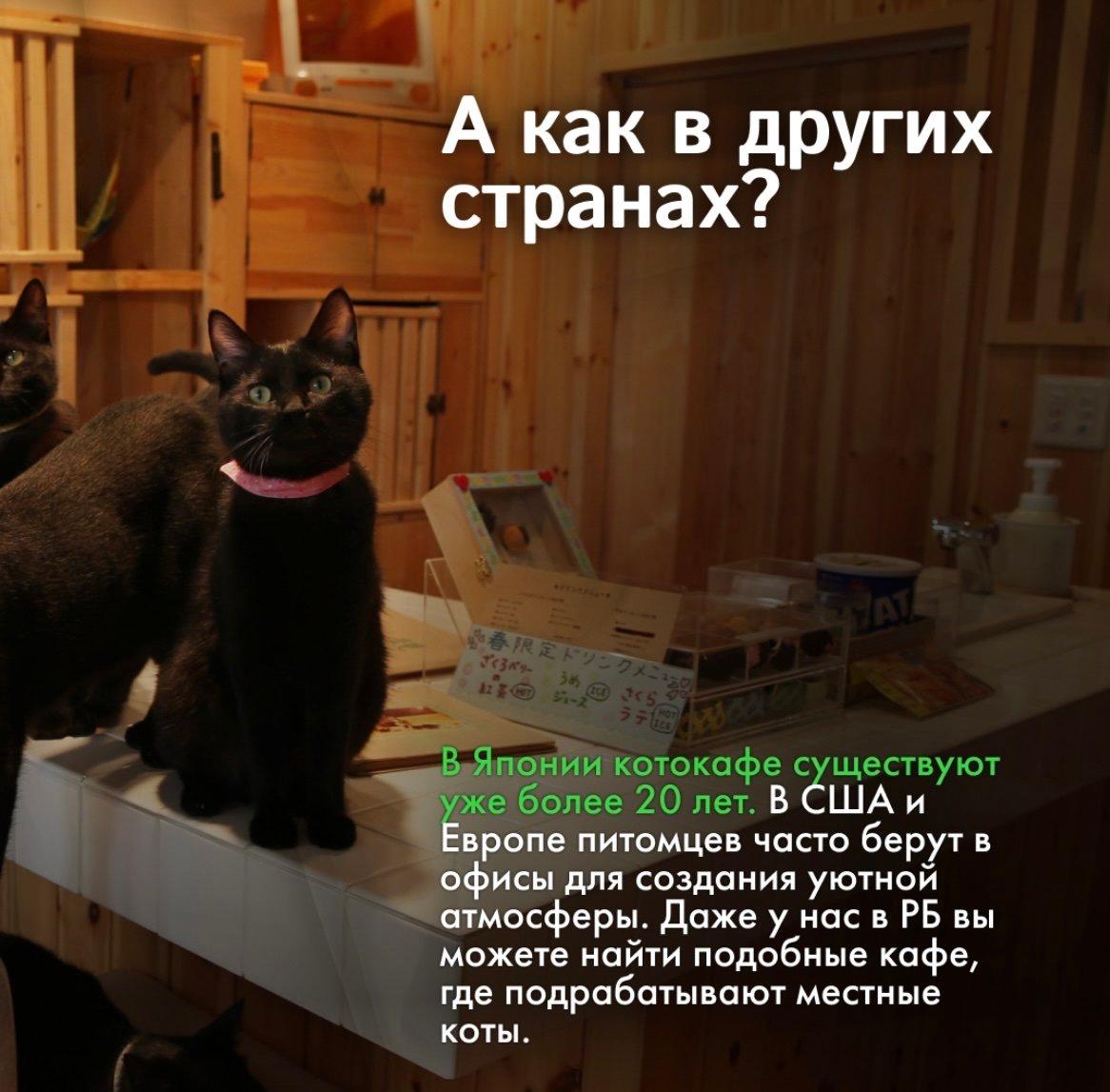 В Китае появился необычный тренд в сфере pet-friendly бизнеса!