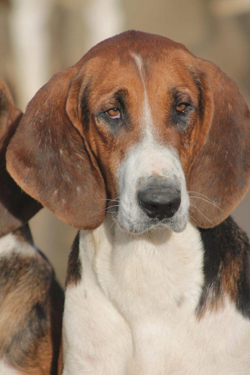Les plus beaux modèles 🐶