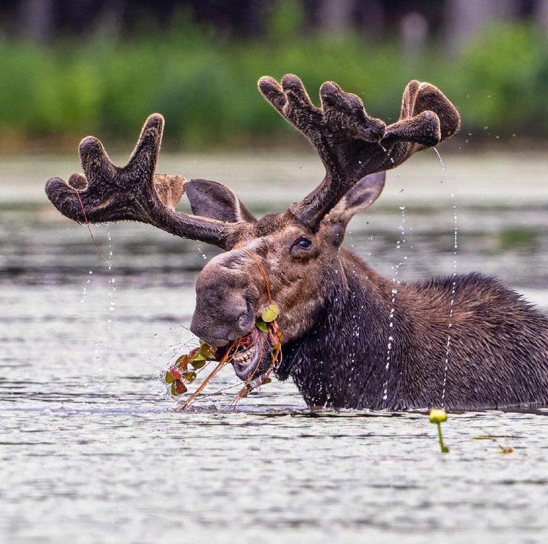 Moose Munch!