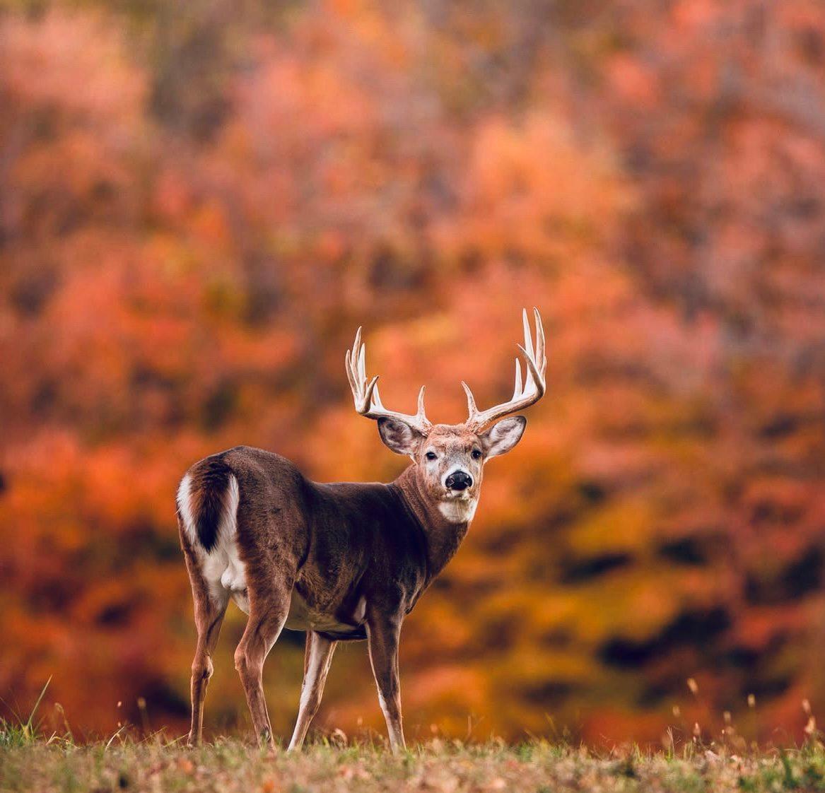 Deer Hunting Season Dates by State 2025: Full U.S.