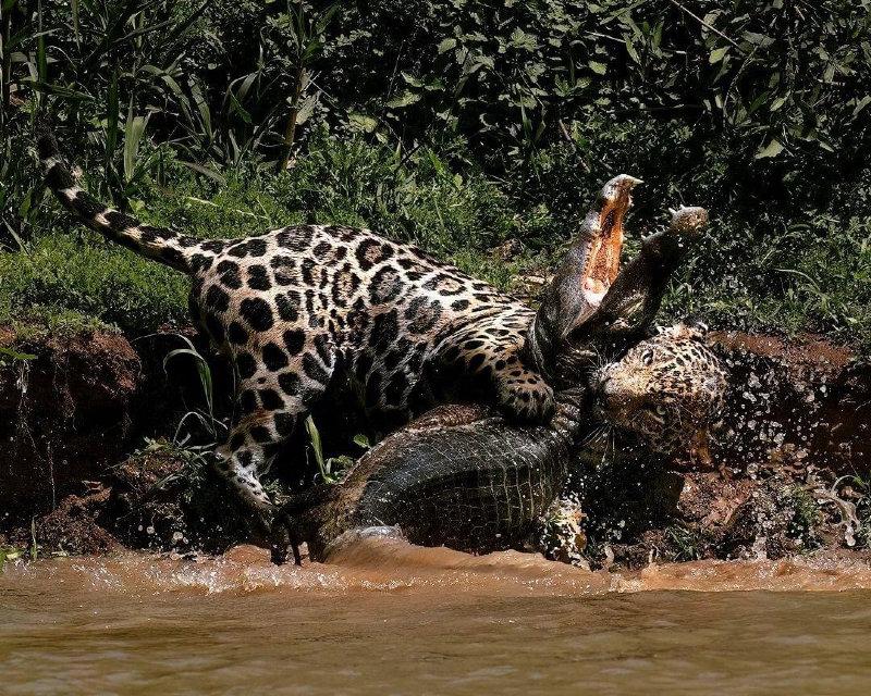 Amazing photo of a Jaguar battling a Caiman on the river bank of the Pantanal, Brazil.
