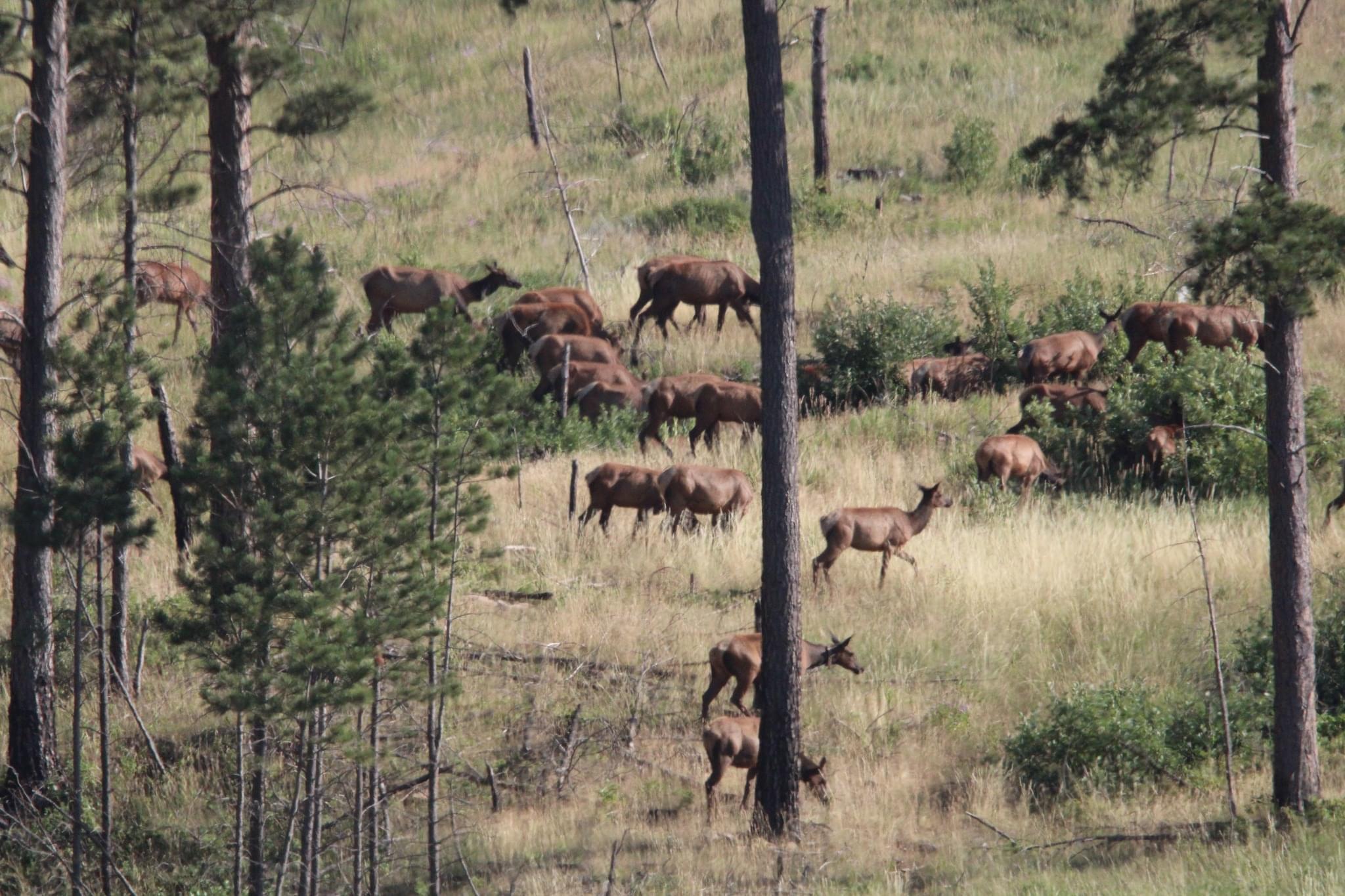 Bison sparing and some elk.