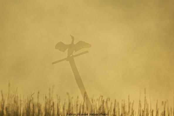 Coucou les amis petite sortie samedi matin au Marais de Bonnance avec une belle brume et un beau soleil qui donne des photos d'ambiance.