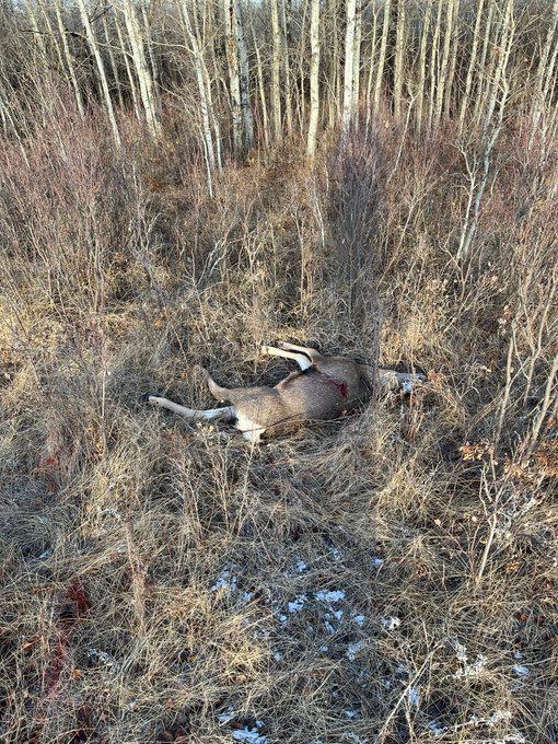 I got my first deer of the season, it’s a mule doe deer.