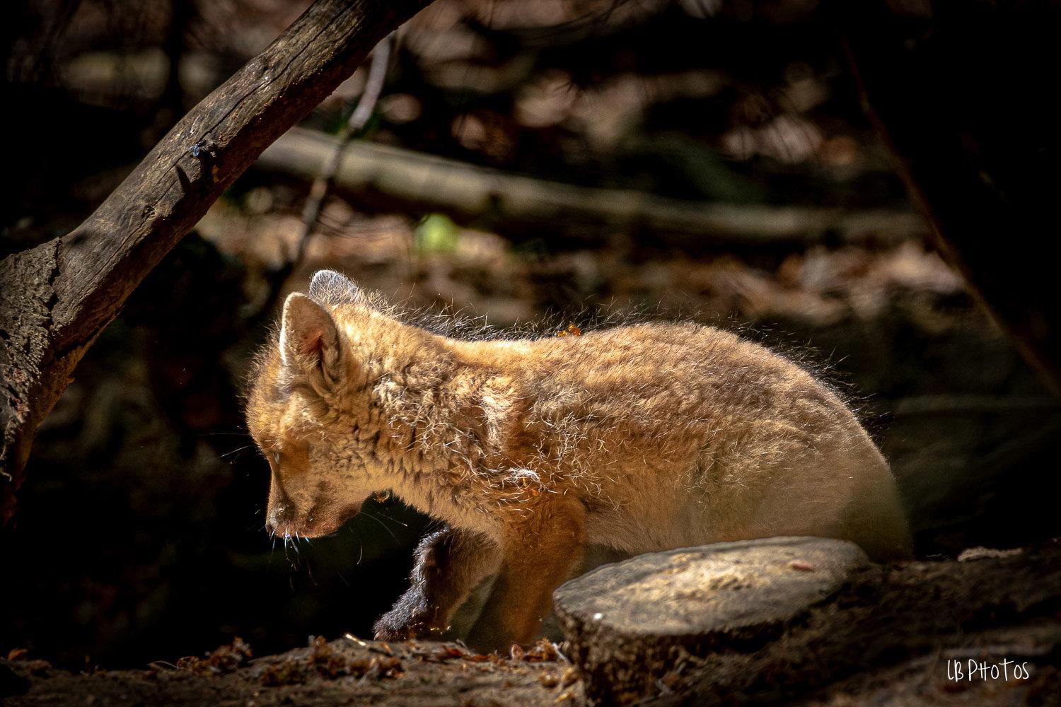 Renardeaux du Haut Doubs !