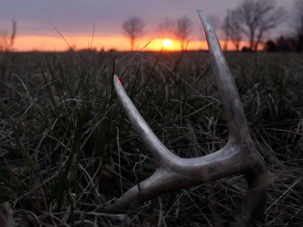 Shed Hunting 101: Expert Tips for Finding More Antlers This Spring