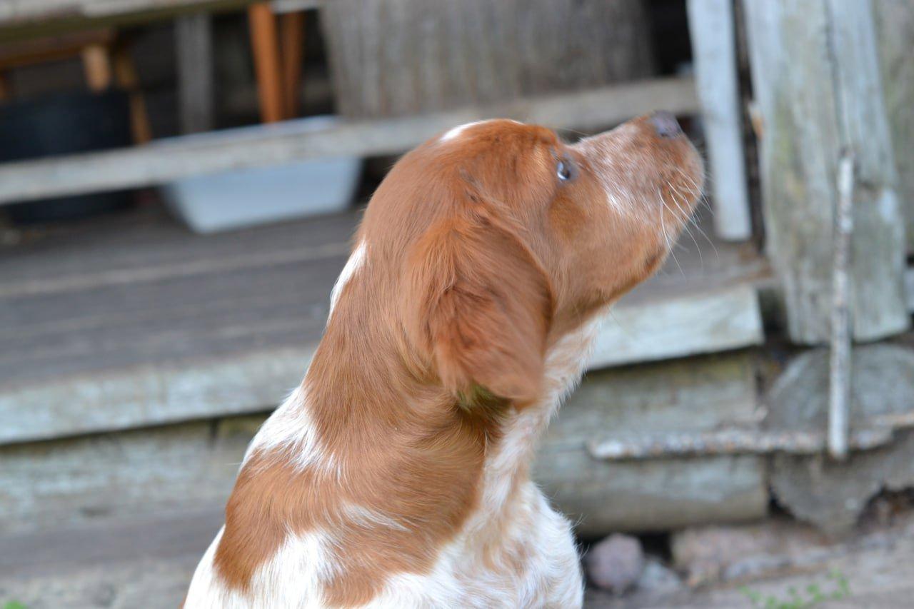 The Breton Spaniel: A Comprehensive Guide to Raising, Training, and Hunting with Your Puppy