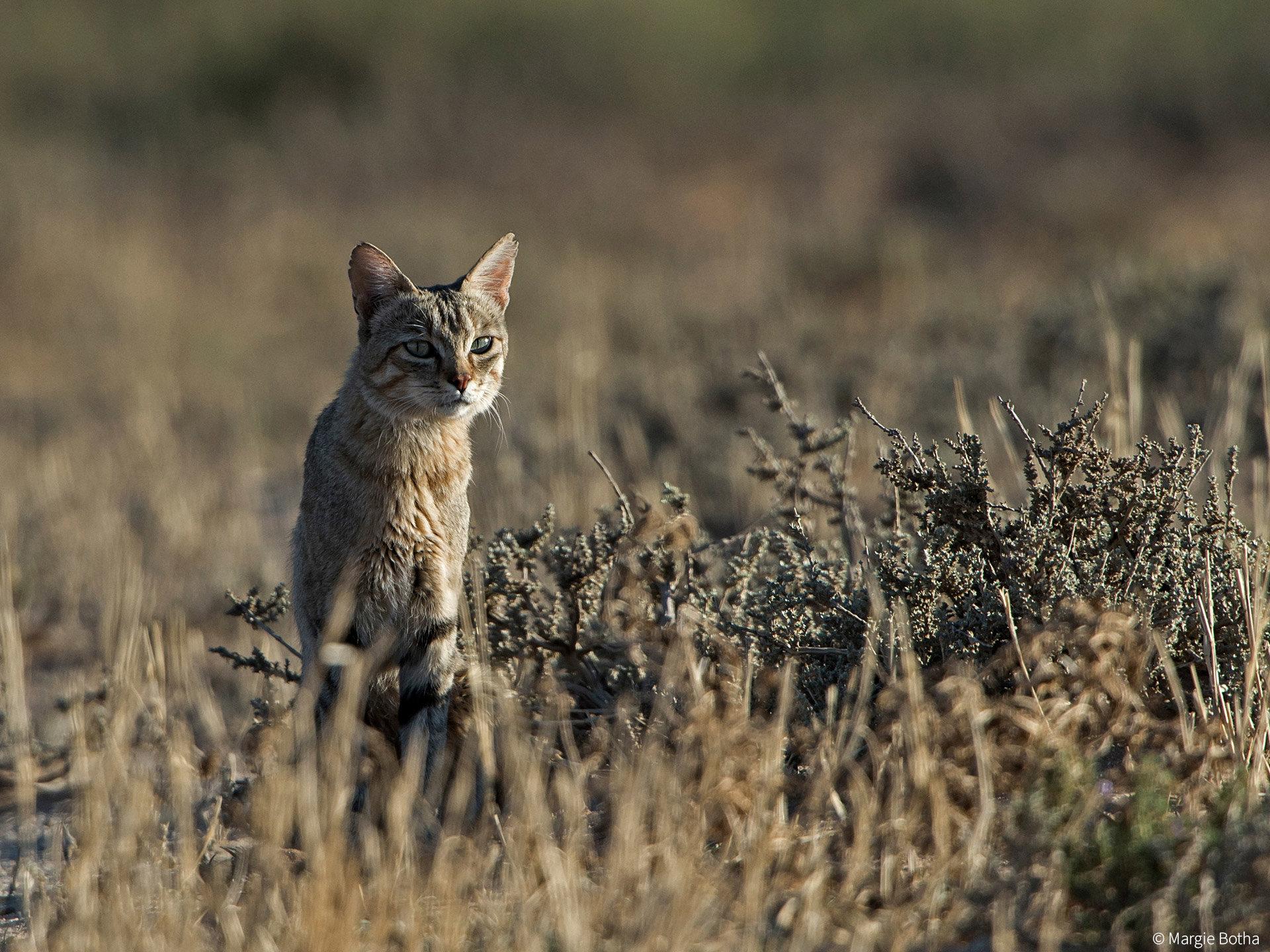 African Wildcat (Africa)