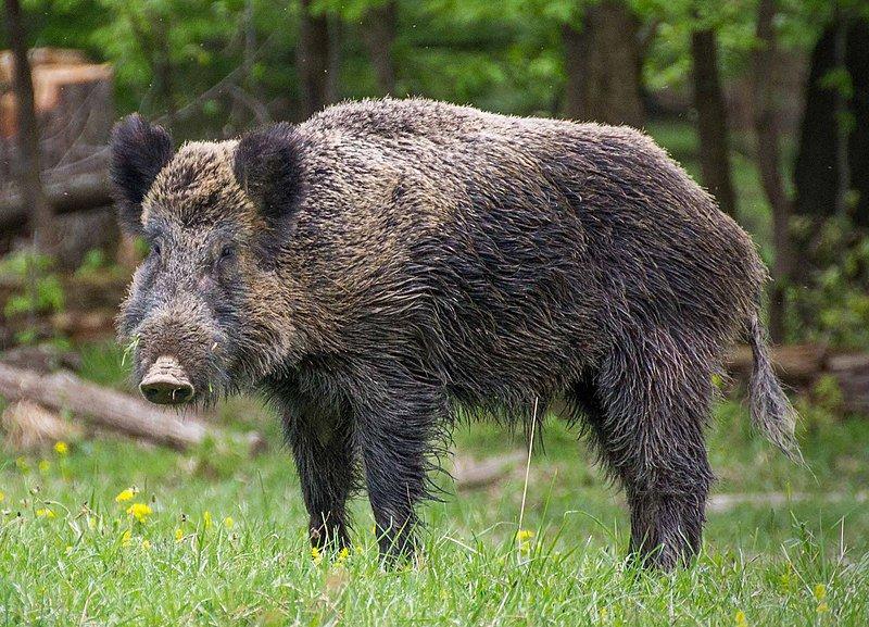 🐗🌳 Встречайте сильного и непокорного охотничьего животного - дикого кабана!
