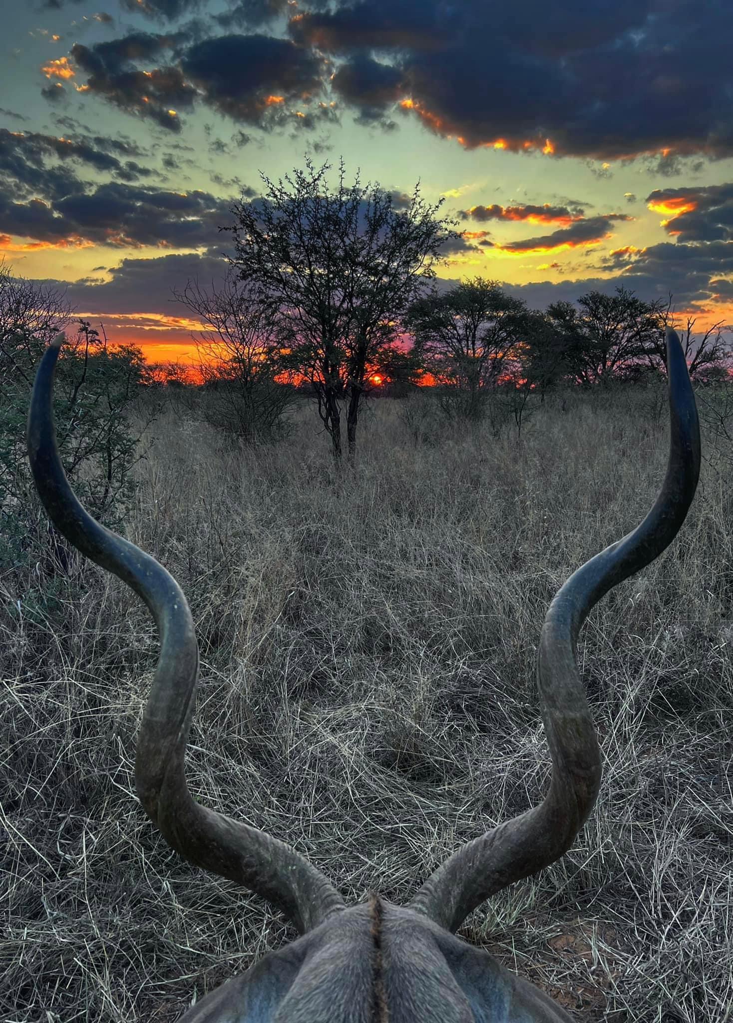 Kudu sunsets in the Kalahari are my favorites.