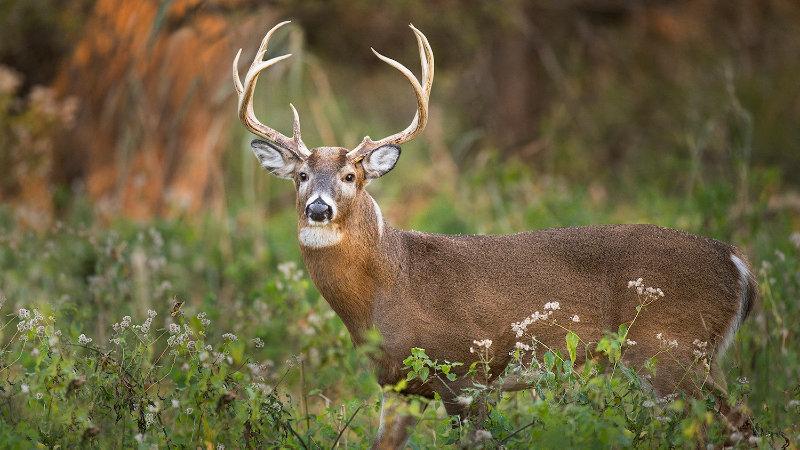 Do Biologists Listen to Hunters?