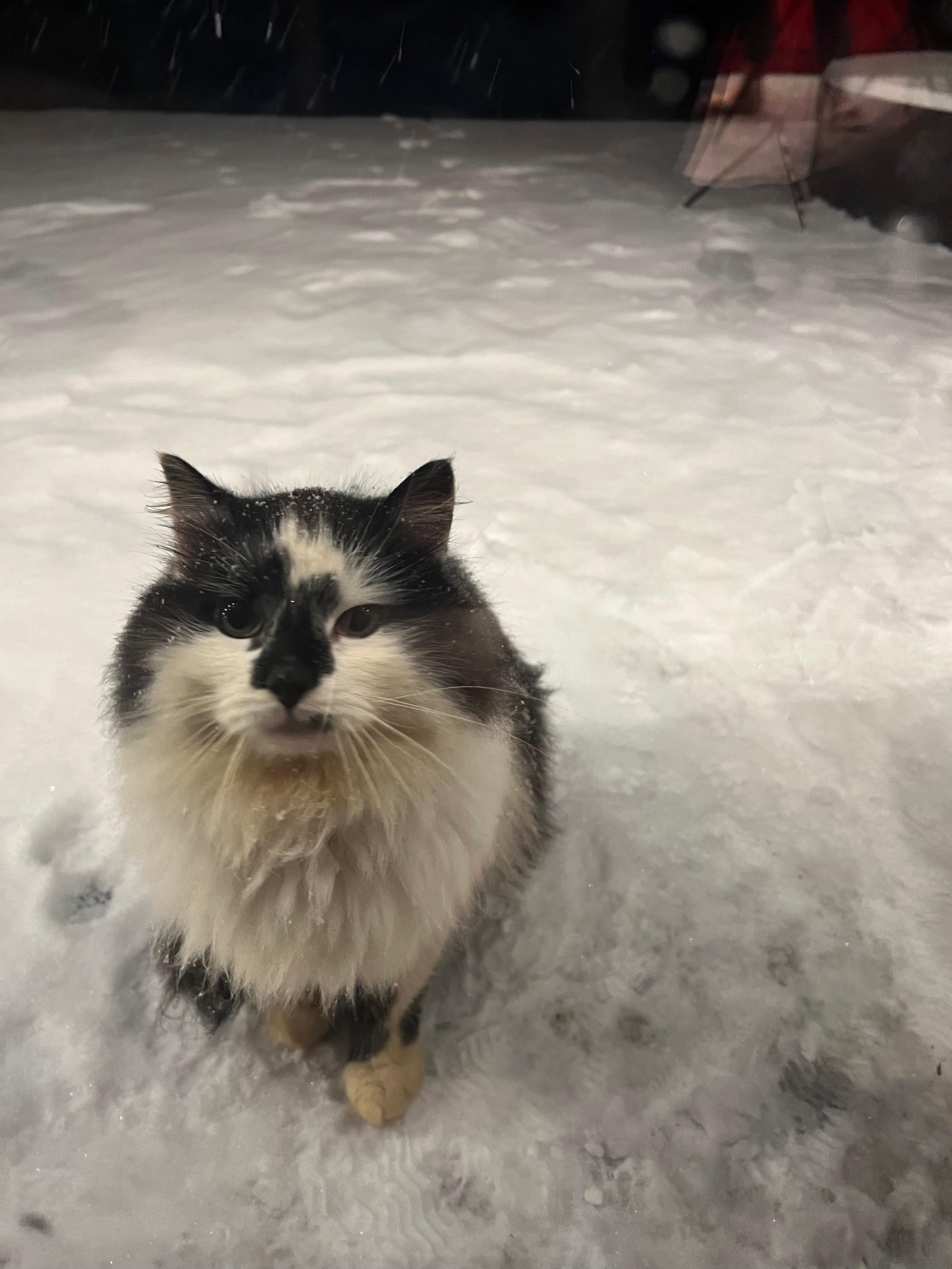 😼 Husdyr, der går udenfor om vinteren, skal være tilpasset gåture og skiftende vejr.