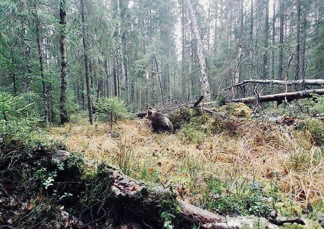Медведь примеряется к берлоге в нижегородском лесу