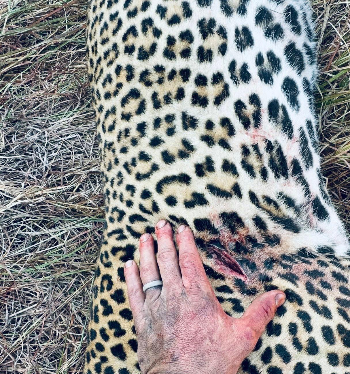 Leopard Hunting in Cameroon: A Hunter's Guide