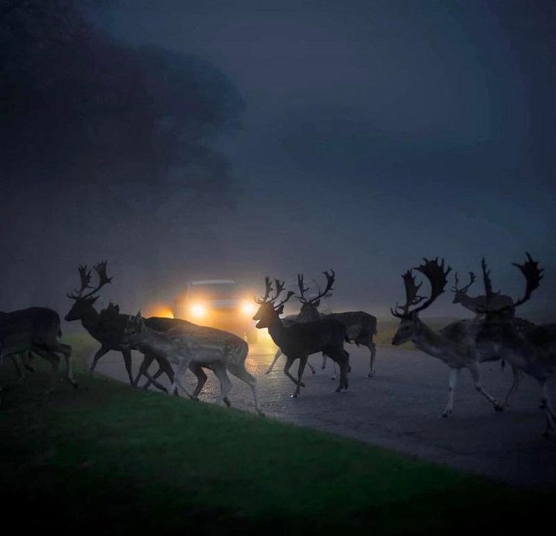 Deer in the headlights.