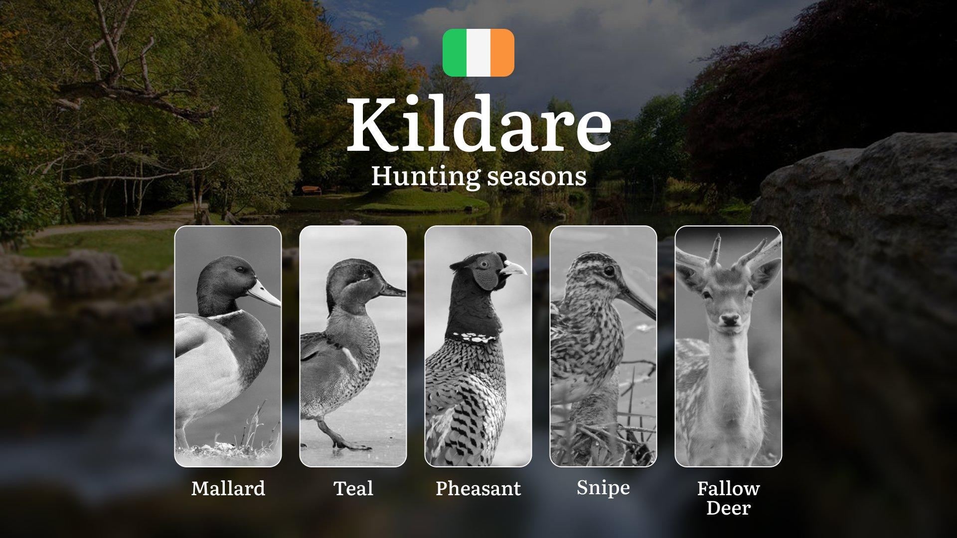 KILDARE Hunting Dates: When the Curragh Plains Come Alive - Pheasant, Snipe and Irish Field Sports Traditions