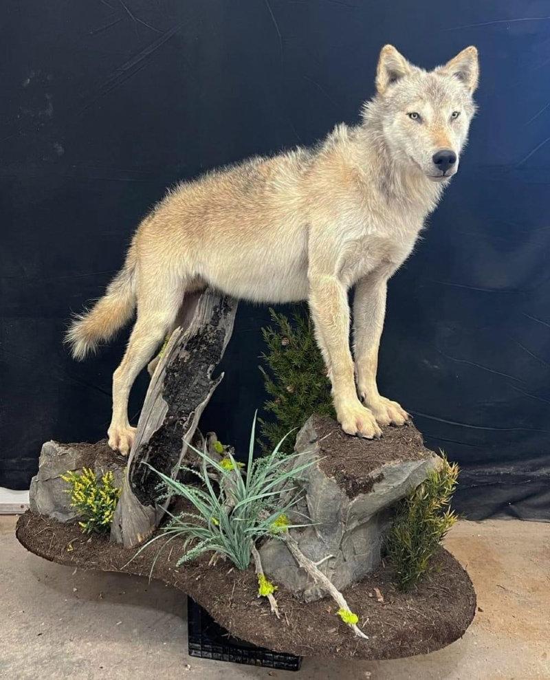 Spring wolf finished up.