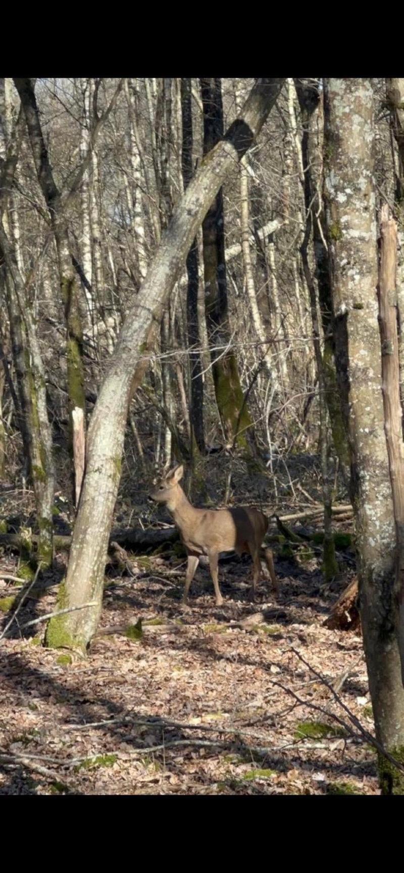 Informations chasse de Moléans !!!!!