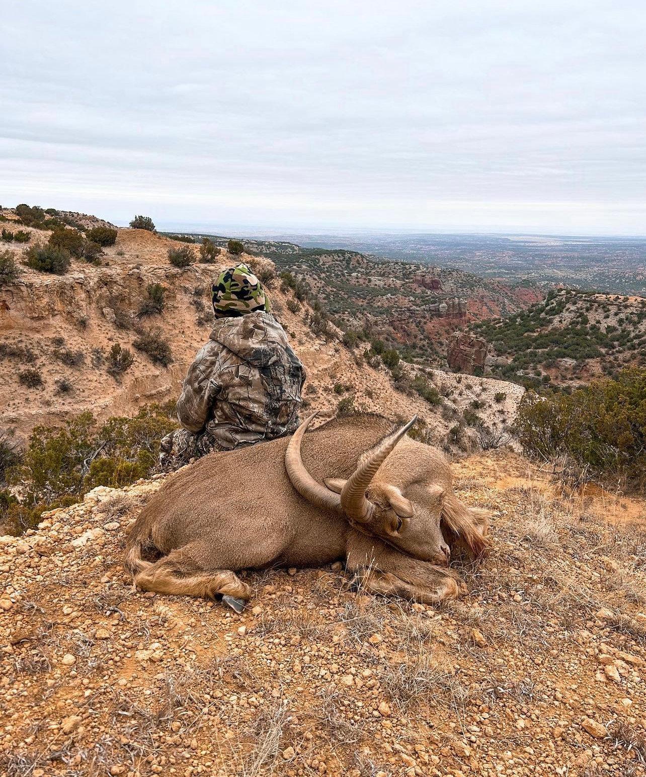 Best Aoudad Hunting in Morocco 2025: Atlas Mountains, Rifle Setup, Tags, Terrain & FAQ