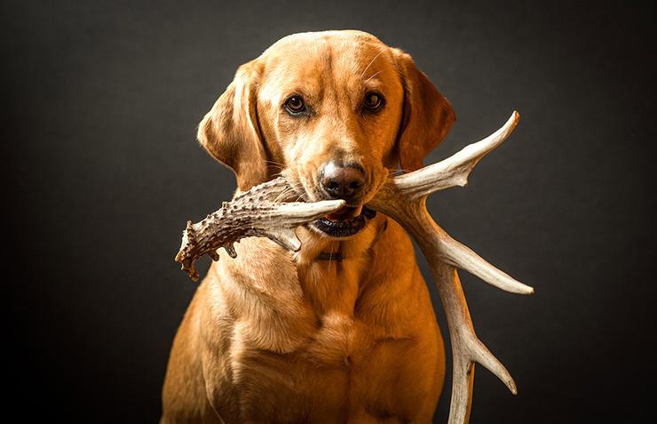 Best Dog Breeds for Shed Hunters