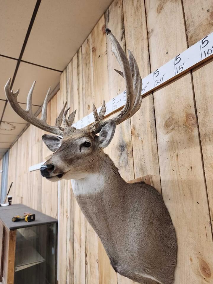 Got some nice deer & lots of other cool stuff in for the spring auction in Maquoketa Iowa March 14-16