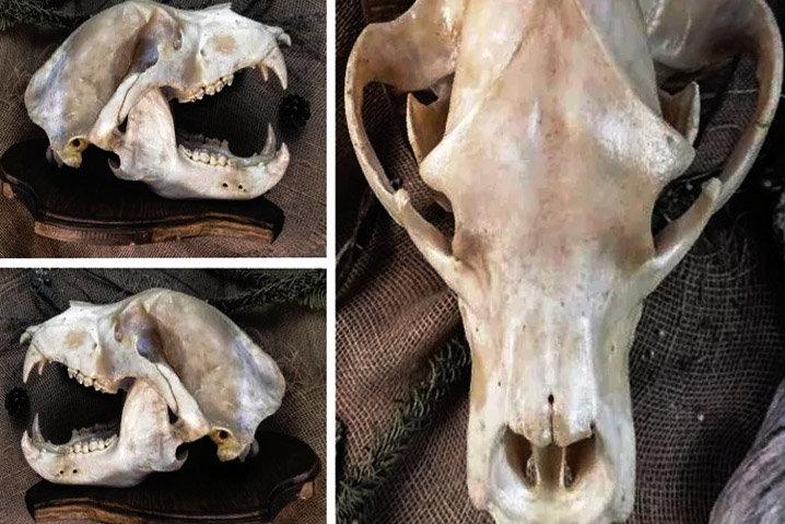 Черепа всех медведей, кроме белого, оценивают по единой шкале и одной и той же методике измерений.