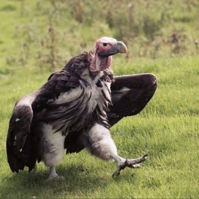 African eared necks are proud to show you their fluffy pants.