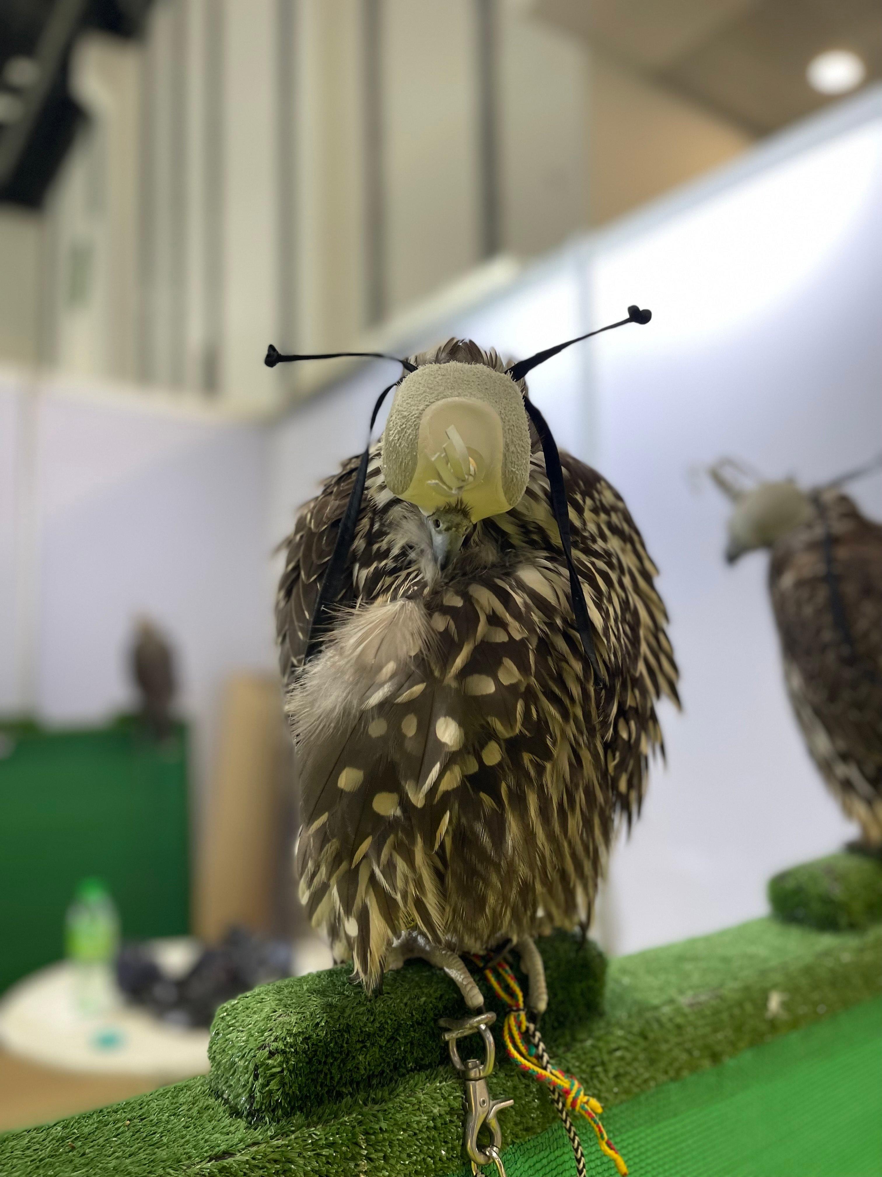 The Timeless Tradition of Falconry in the UAE