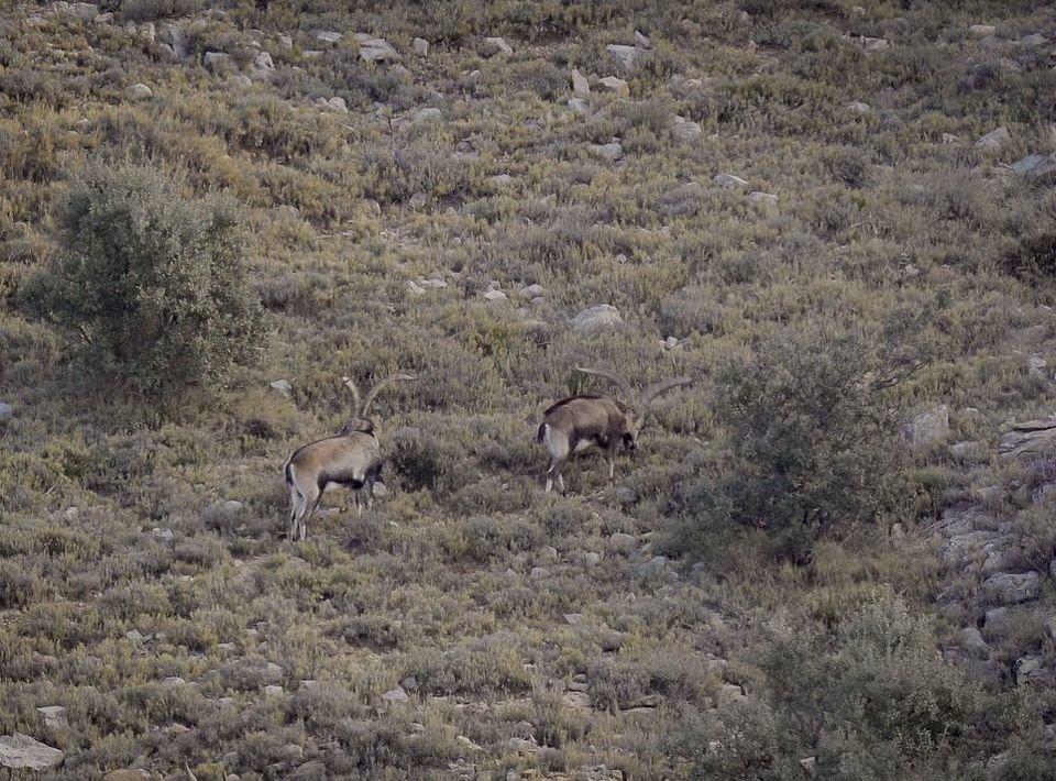 Outstanding Beceite Ibex spotted in one of our areas.