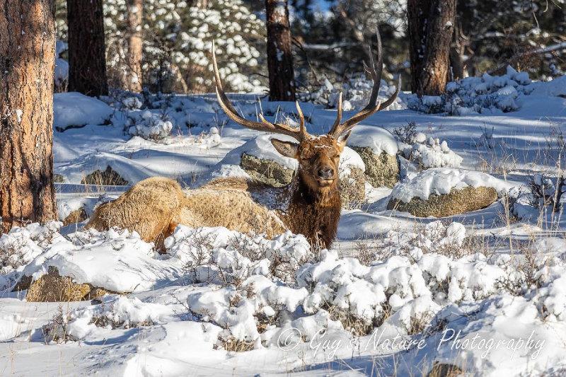 Bull Elk after the snow storm.