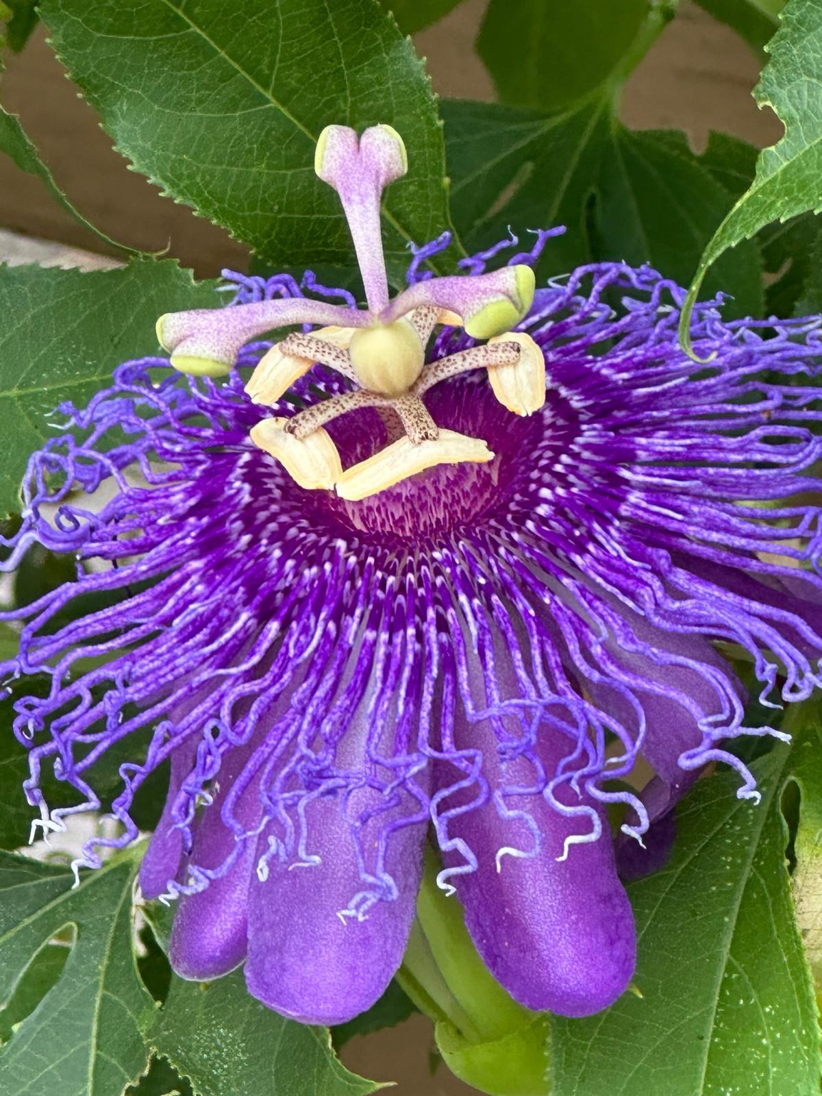 What an exotic flowers 😯