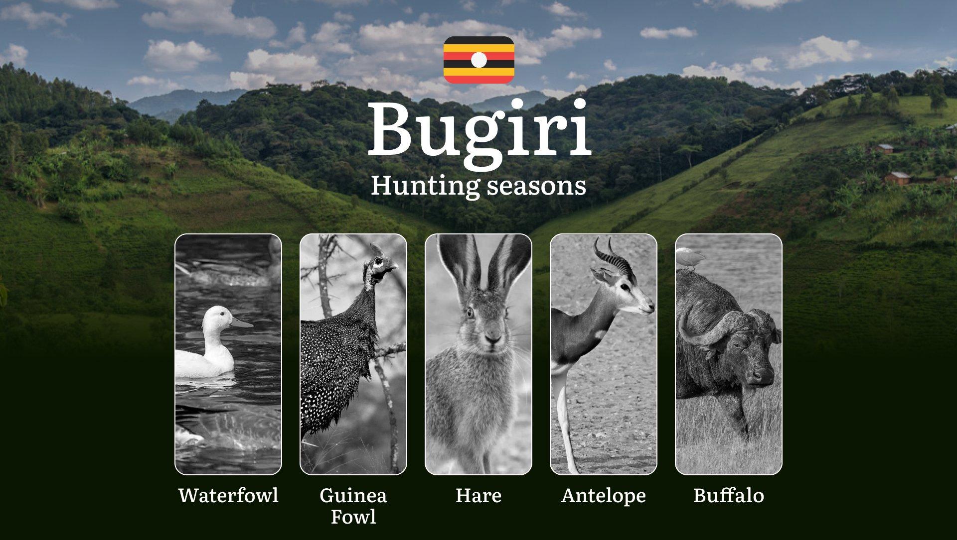 Scheduled Hunting Times in Bugiri: Area Regulations, Steps to Obtain a Hunting License, Sanctions for Breaching Hunting Periods, Tips on Timing, Gear Selection, and Hunting Methods