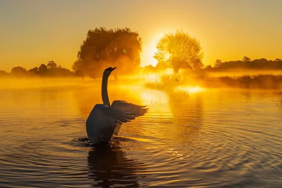 A Wonderful Start to the Day at Bushy Park's Leg of Mutton Pond - 28.09.24