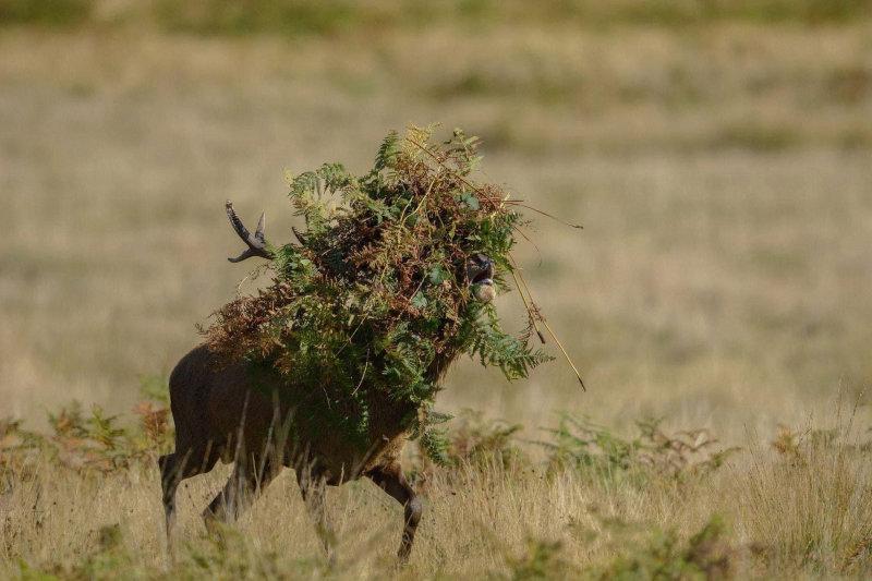2016 comedy wildlife photography.