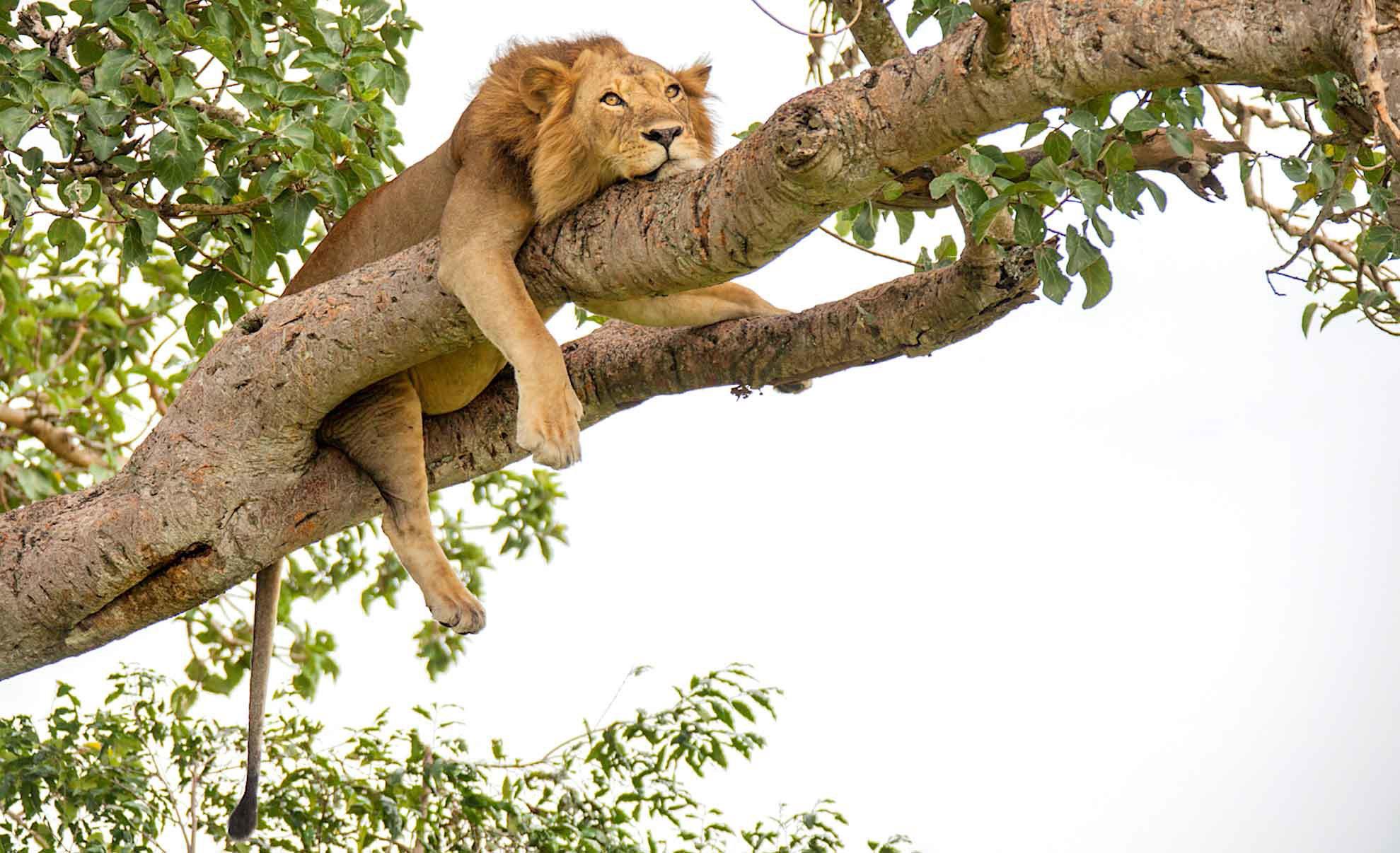 Hunting in Kyankwanzi Region, Uganda:  Exploring Wildlife, Traditions, and Sustainable Practices