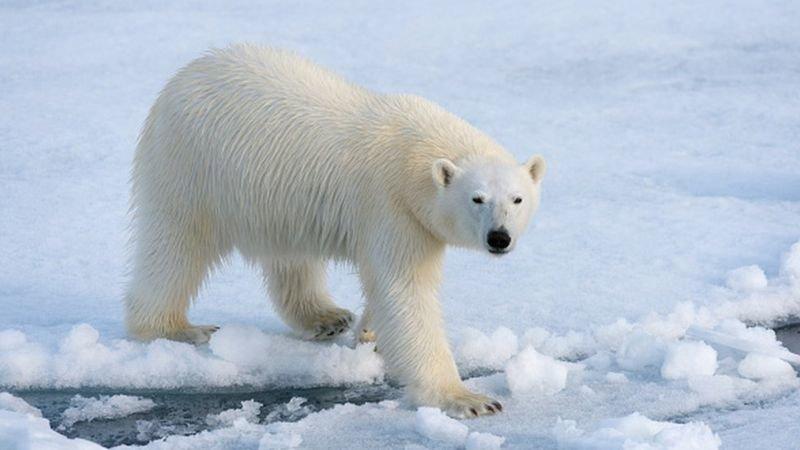 Polar bears have long provided important raw materials for Arctic peoples, including the Inuit, Yupik, Chukchi, Nenets, Russian Pomors and others.