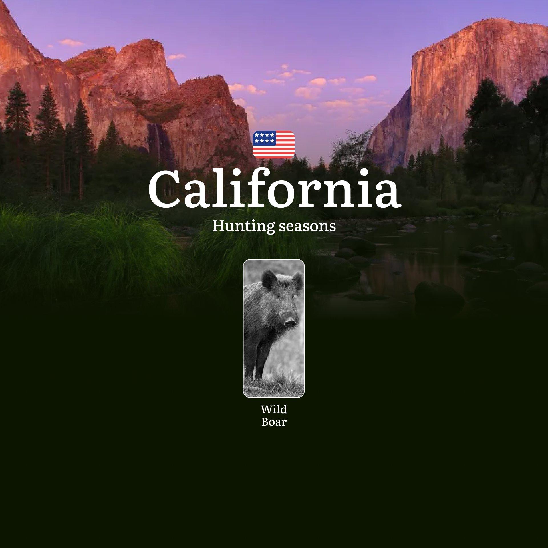 Hunting Seasons for Wild Pigs in California: Seasons, Dates, Permits, Rules and Regional Features